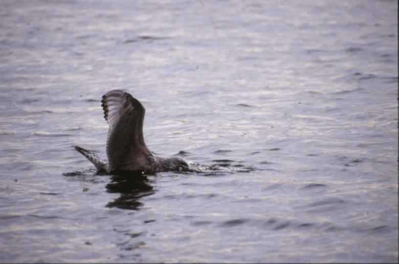 Free stock image of Bird created by MUNCH PIERRE