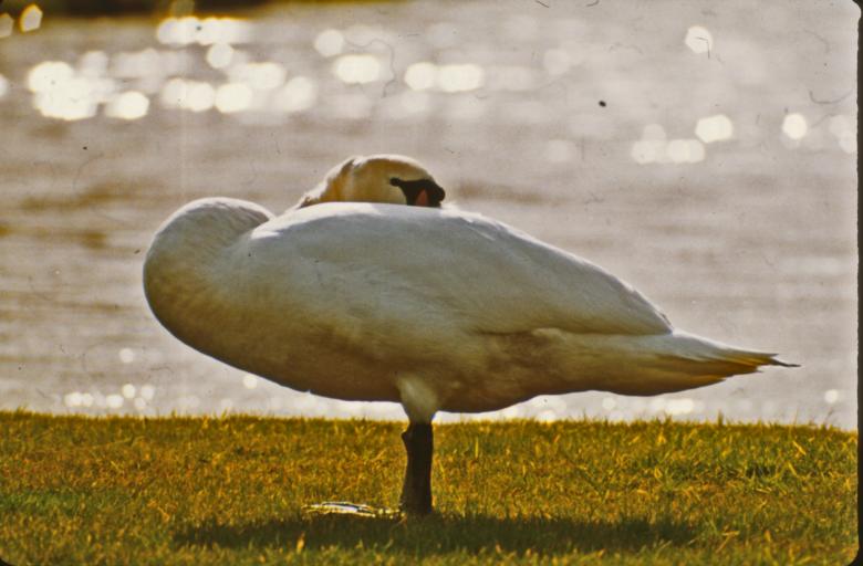 Free stock image of Swan created by MUNCH PIERRE