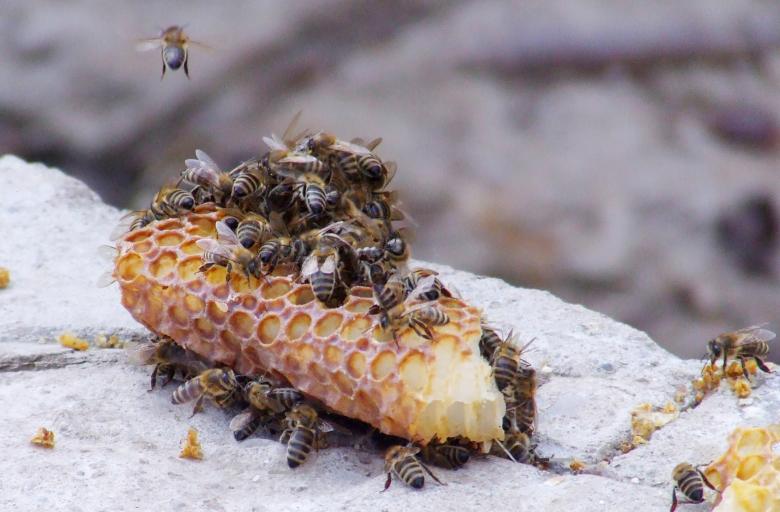 Free stock image of Honey Bees created by Cofaru Alexandru