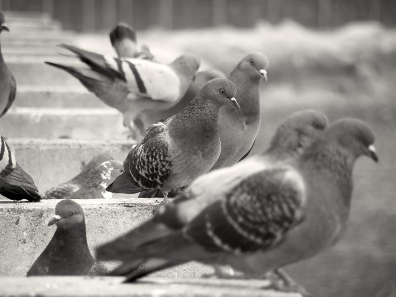Free stock image of Pigeons created by Furio Franceschinel