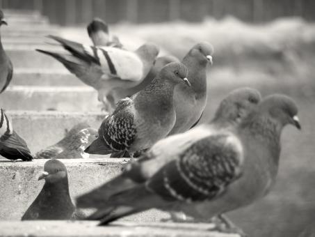 Pigeons - Free Stock Photo