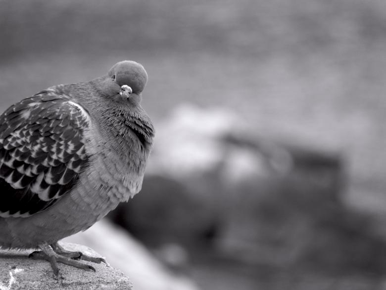 Free stock image of Pigeon created by Furio Franceschinel
