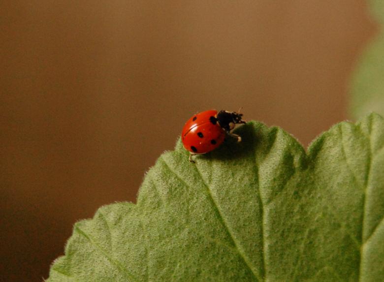 Free stock image of Ladybug created by Cofaru Alexandru
