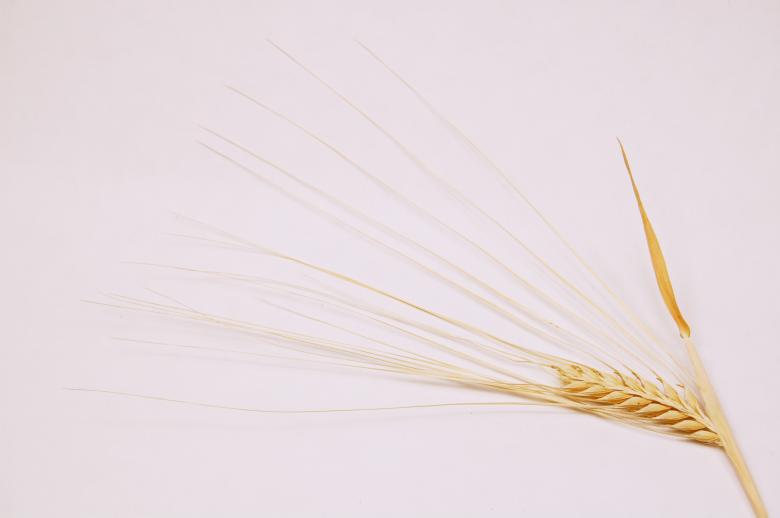 Free stock image of Grain created by Cofaru Alexandru