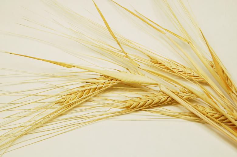 Free stock image of Grain created by Cofaru Alexandru