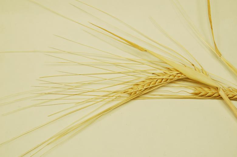 Free stock image of Grain created by Cofaru Alexandru