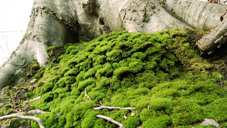 Free stock image of Moss created by Cofaru Alexandru
