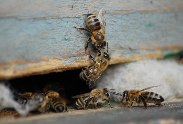 Free stock image of Honey bees created by Cofaru Alexandru