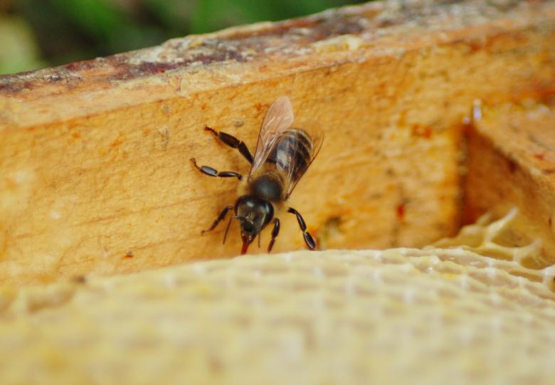 Free stock image of Honeybee created by Cofaru Alexandru