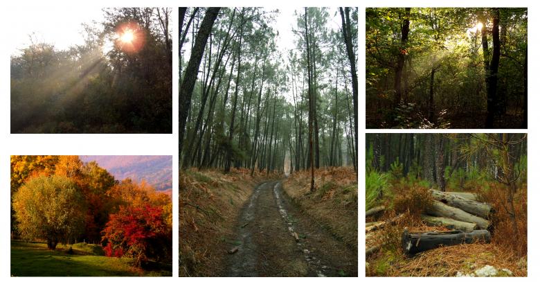 Free stock image of Forest collage created by Cofaru Alexandru