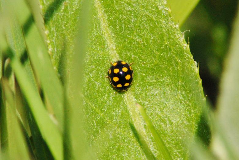 Free stock image of Ladybug created by Cofaru Alexandru