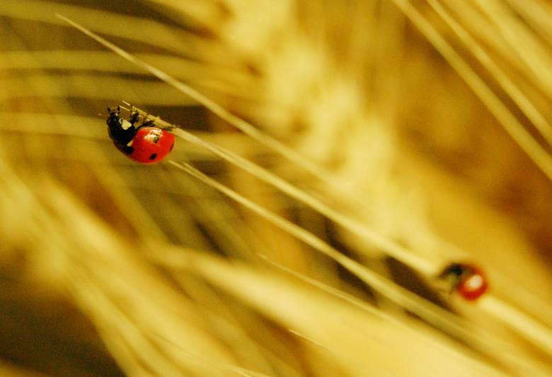 Free stock image of Ladybug created by Cofaru Alexandru