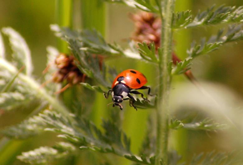 Free stock image of Ladybug created by Cofaru Alexandru