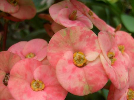 Euphorbia Flowers - Free Stock Photo