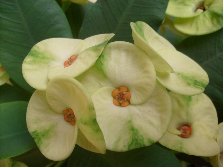Free stock image of Euphorbia Flowers created by Jochanan Wahjudi