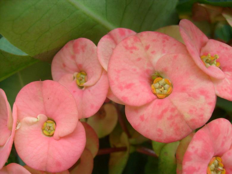 Free stock image of Euphorbia Flowers created by Jochanan Wahjudi