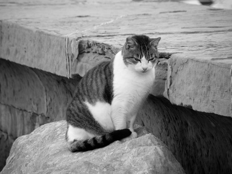 Free stock image of Mujesan cat created by Furio Franceschinel