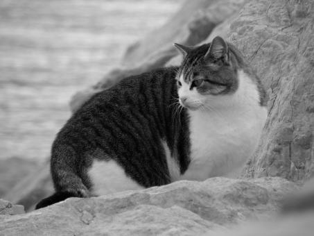 Free Stock Photo of Mujesan cat