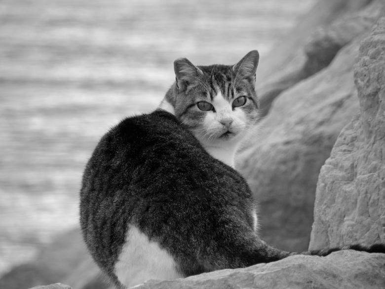 Free stock image of Mujesan cat created by Furio Franceschinel