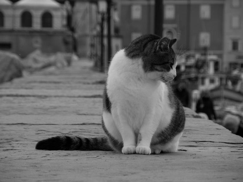 Free stock image of Mujesan cat created by Furio Franceschinel