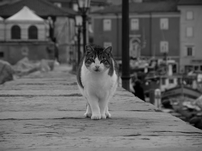 Free stock image of Mujesan cat created by Furio Franceschinel