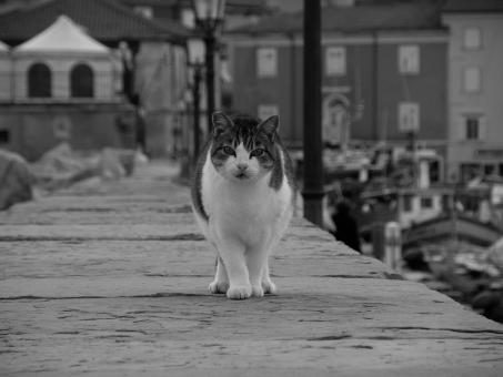 Mujesan cat - Free Stock Photo