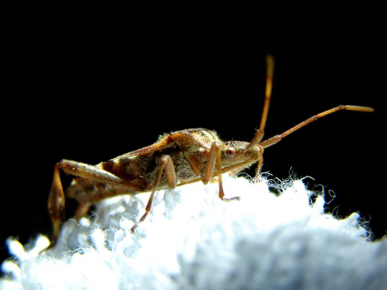 Free stock image of Interesting Bug created by Stefan Giuliani