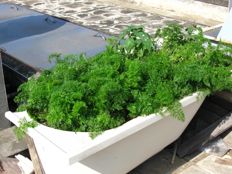 Free stock image of Plants Growing in Old Bathtub created by pmao