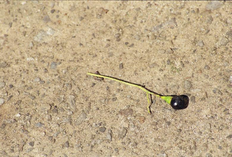 Free stock image of Berry and Stem created by pmao