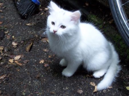 White cat - Free Stock Photo