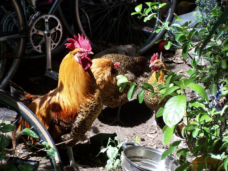 Free stock image of Hens created by Peter Alexander Robb