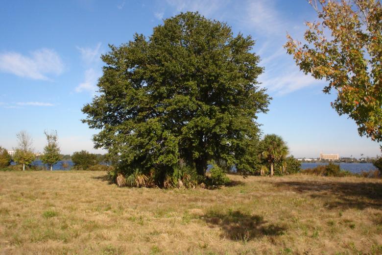Free stock image of Large Tree created by Thom Parkin