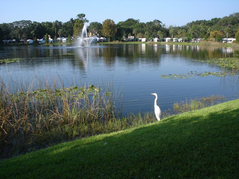 Free stock image of Lake Lily created by Thom Parkin