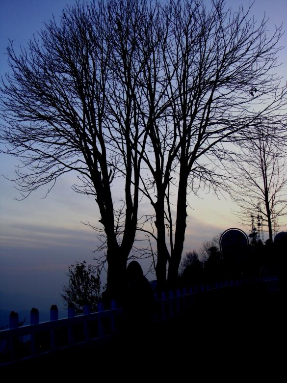 Free stock image of Tree Silhouette created by Ali Haider