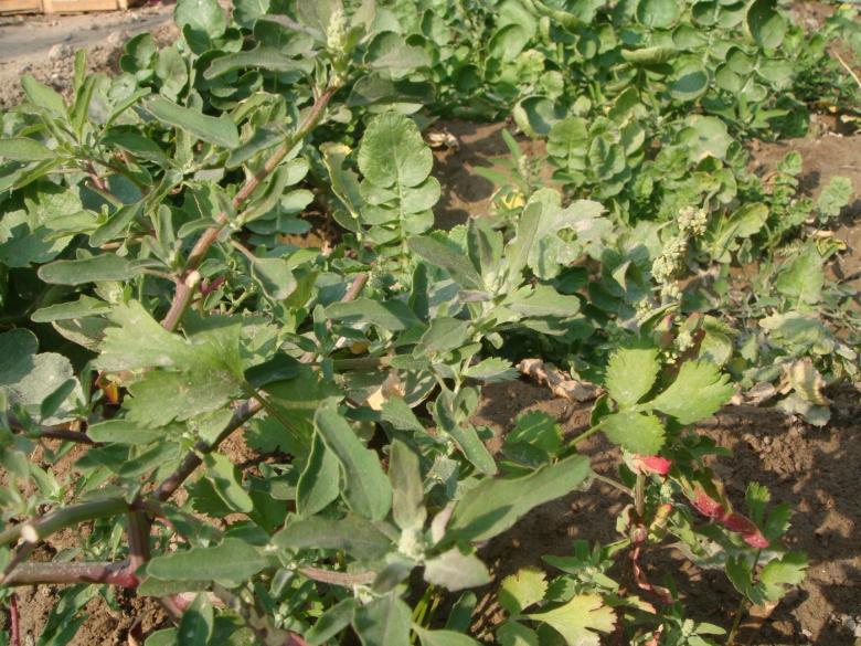 Free stock image of Vegetable plants created by Ali Haider