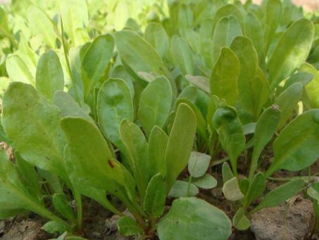 Free Stock Photo of Vegetable plants