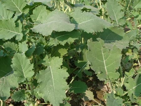 Free Stock Photo of Vegetable plants