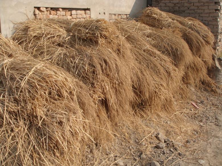 Free stock image of Pile of hay created by Ali Haider