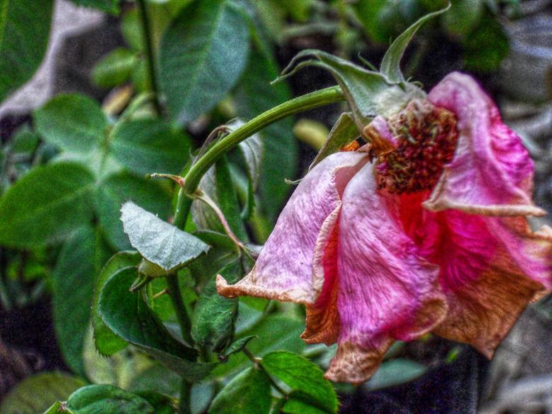Free stock image of Dry rose created by homero chapa