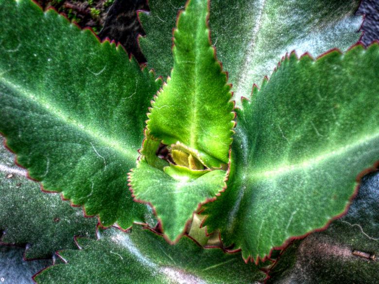 Free stock image of Green plant hdr created by homero chapa