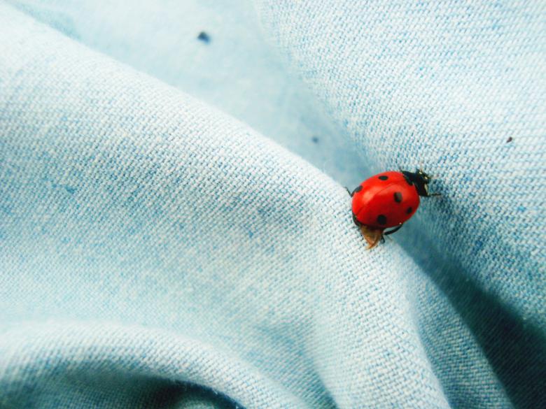 Free stock image of LadyBird created by LonelyMinds