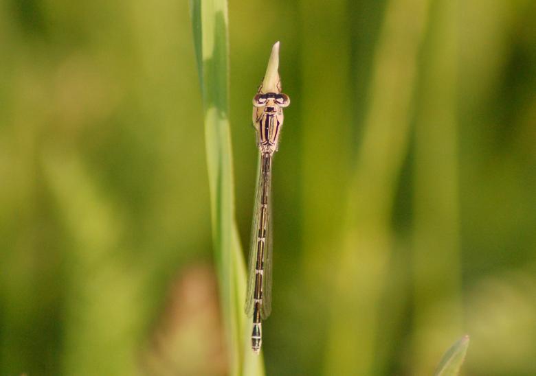 Free stock image of Dragon Fly created by Cofaru Alexandru