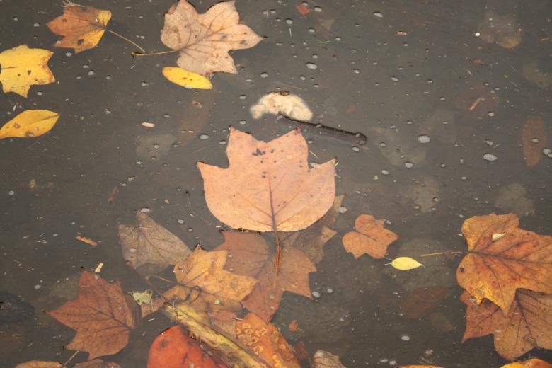 Free stock image of Fall created by Tosha McCandless