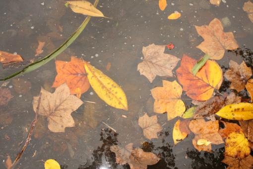 Free Stock Photo of Fall leaves