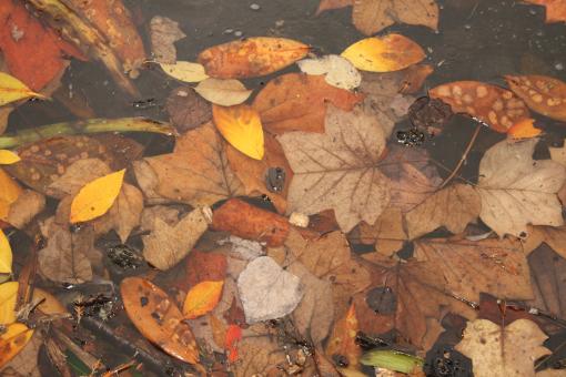 Free Stock Photo of Fall leaves