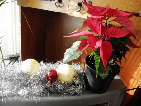 Free Stock Photo of Christmas decoration