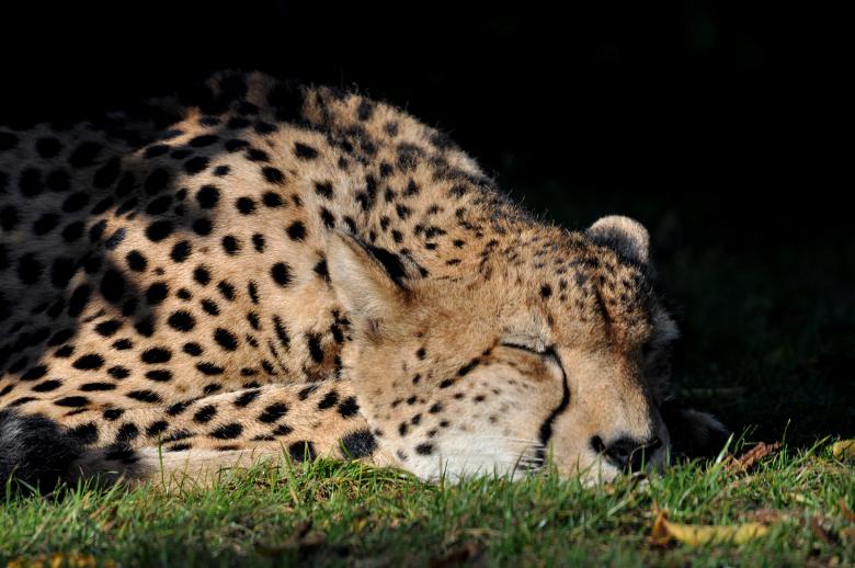 Free stock image of Sleeping Cheetah created by Robin