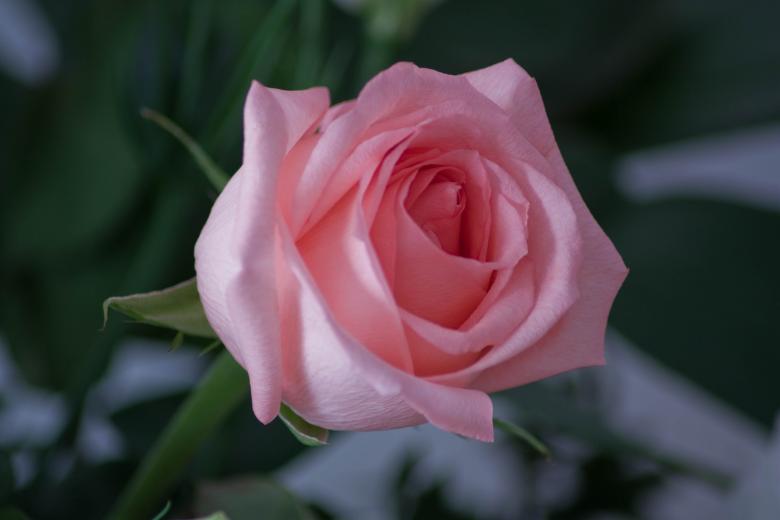 Free stock image of Pink Rose created by Farflay