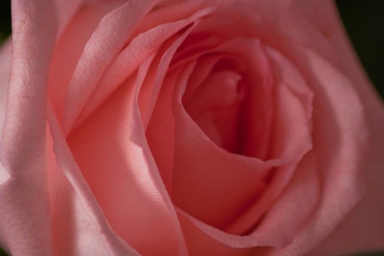 Free stock image of Pink Rose Closeup created by Farflay