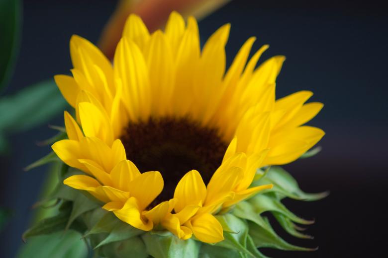 Free stock image of Sunflower created by Farflay